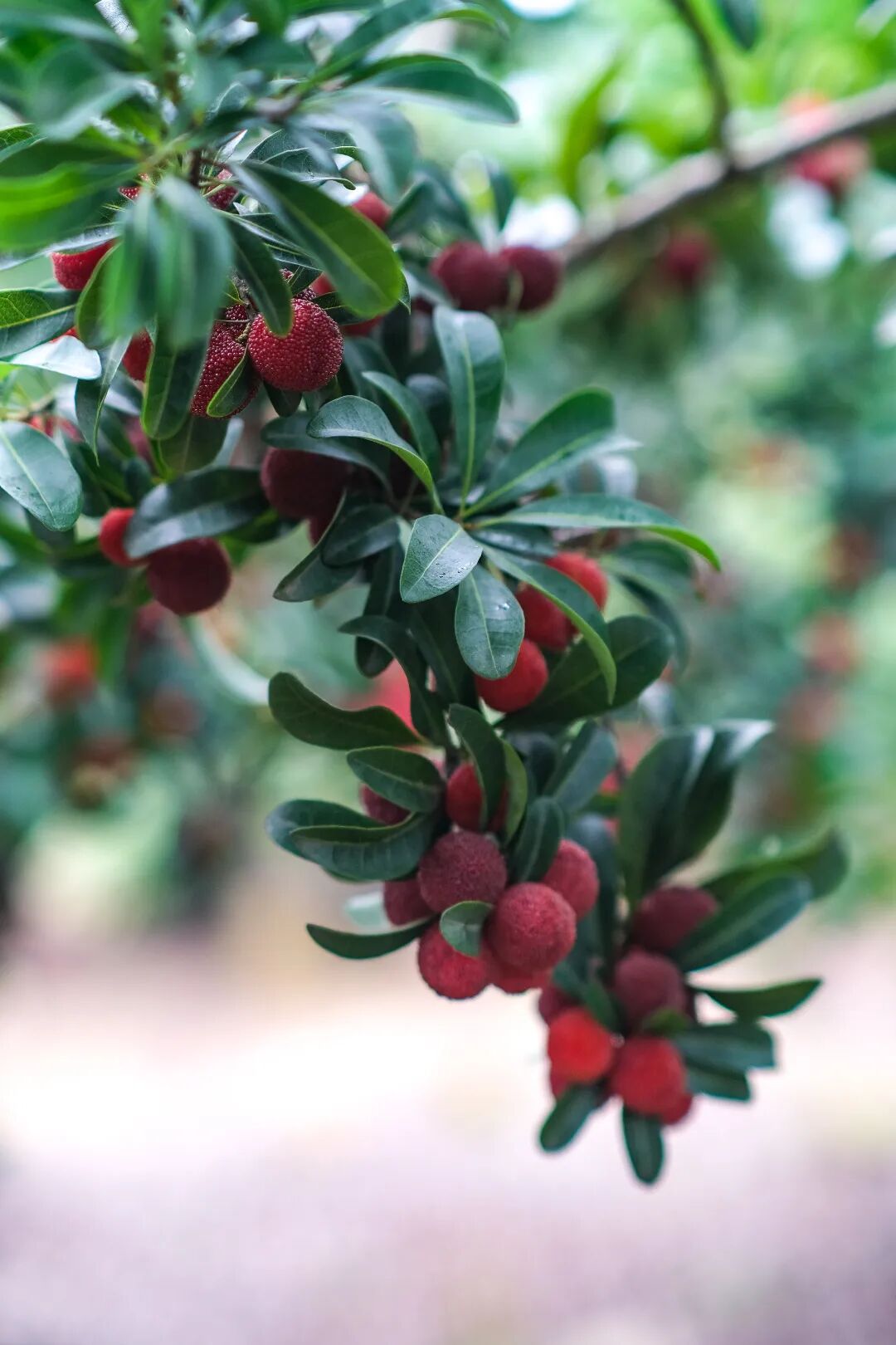 东坡的杨梅熟啦!一起共享"梅"好时光