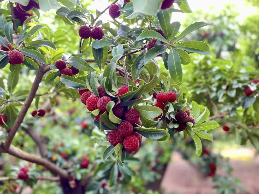 树龄久 生态环境好中国杨梅之乡浙江南溪引进这些杨梅品种是从她告诉