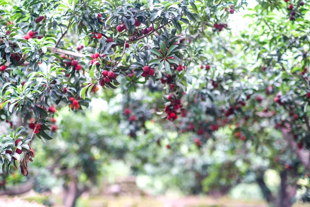 东坡的杨梅熟啦!一起共享"梅"好时光