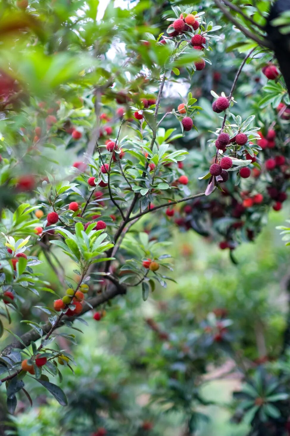 "黑炭"和"东魁"两个品种主要种植了杨梅园占地70余亩让人垂涎欲滴一颗