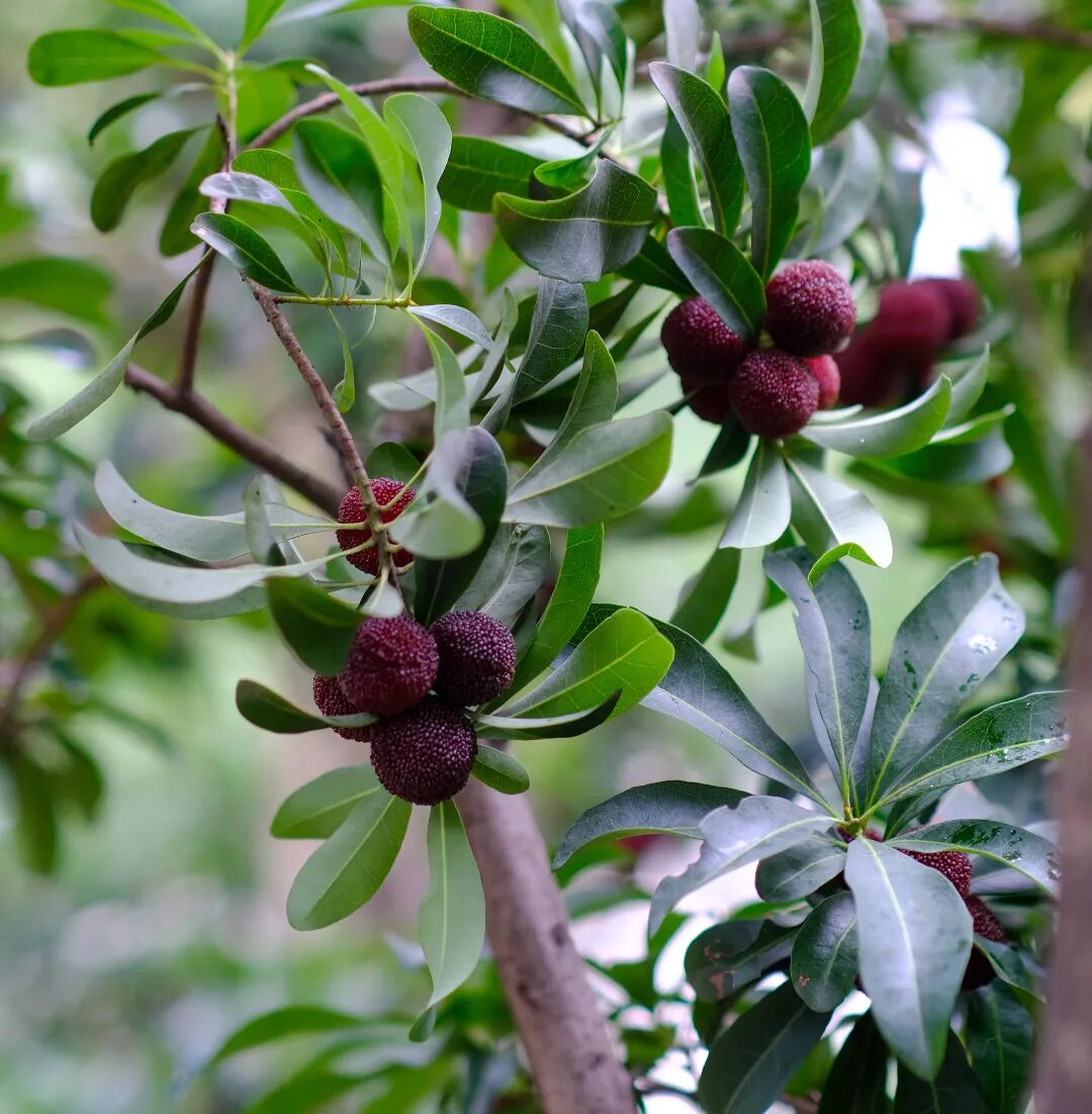 且成熟期早"黑炭"个头虽小点"黑炭"和"东魁"两个品种主要种植了杨梅园