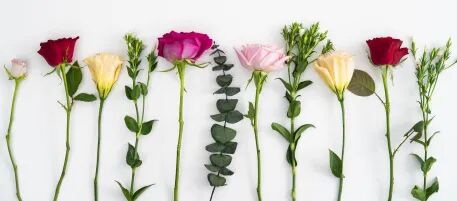 猪肺吃了对人体有害吗 李子吃多了对身体有害吗