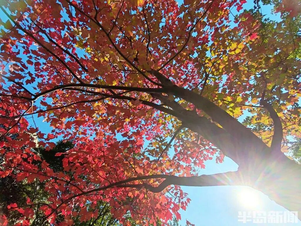 银杏叶魔法帽火了