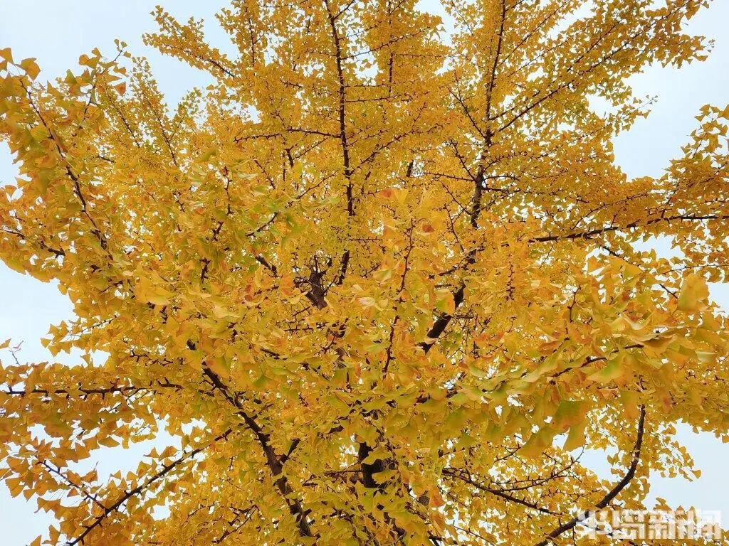 银杏叶魔法帽火了