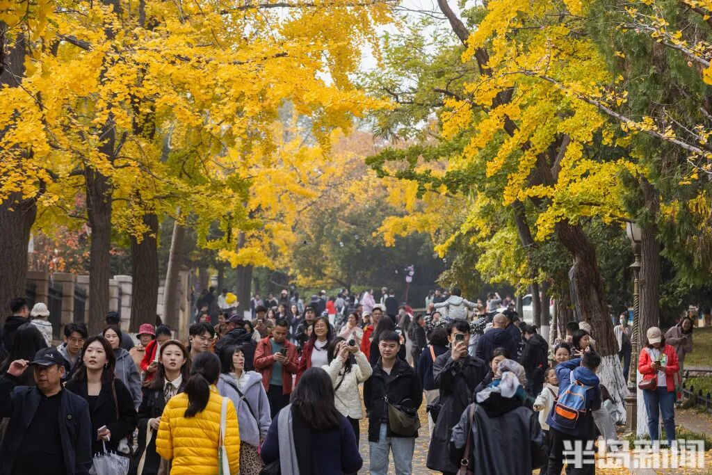 银杏叶魔法帽火了