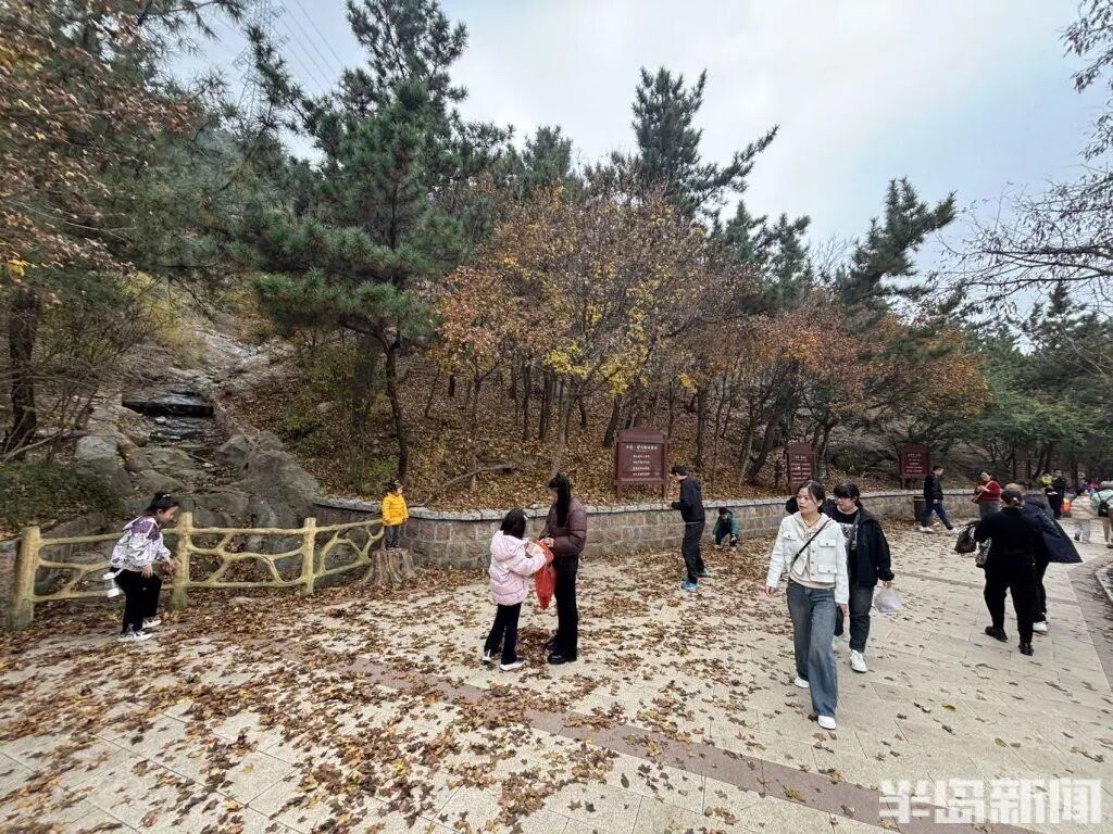 银杏叶魔法帽火了