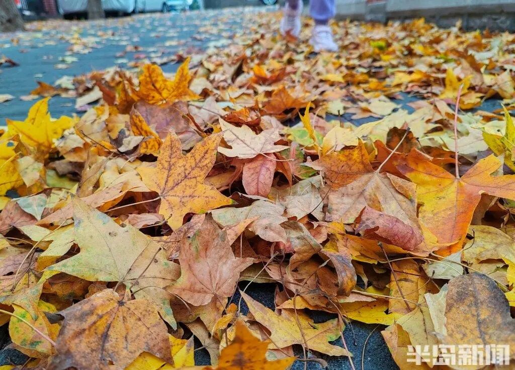 银杏叶魔法帽火了
