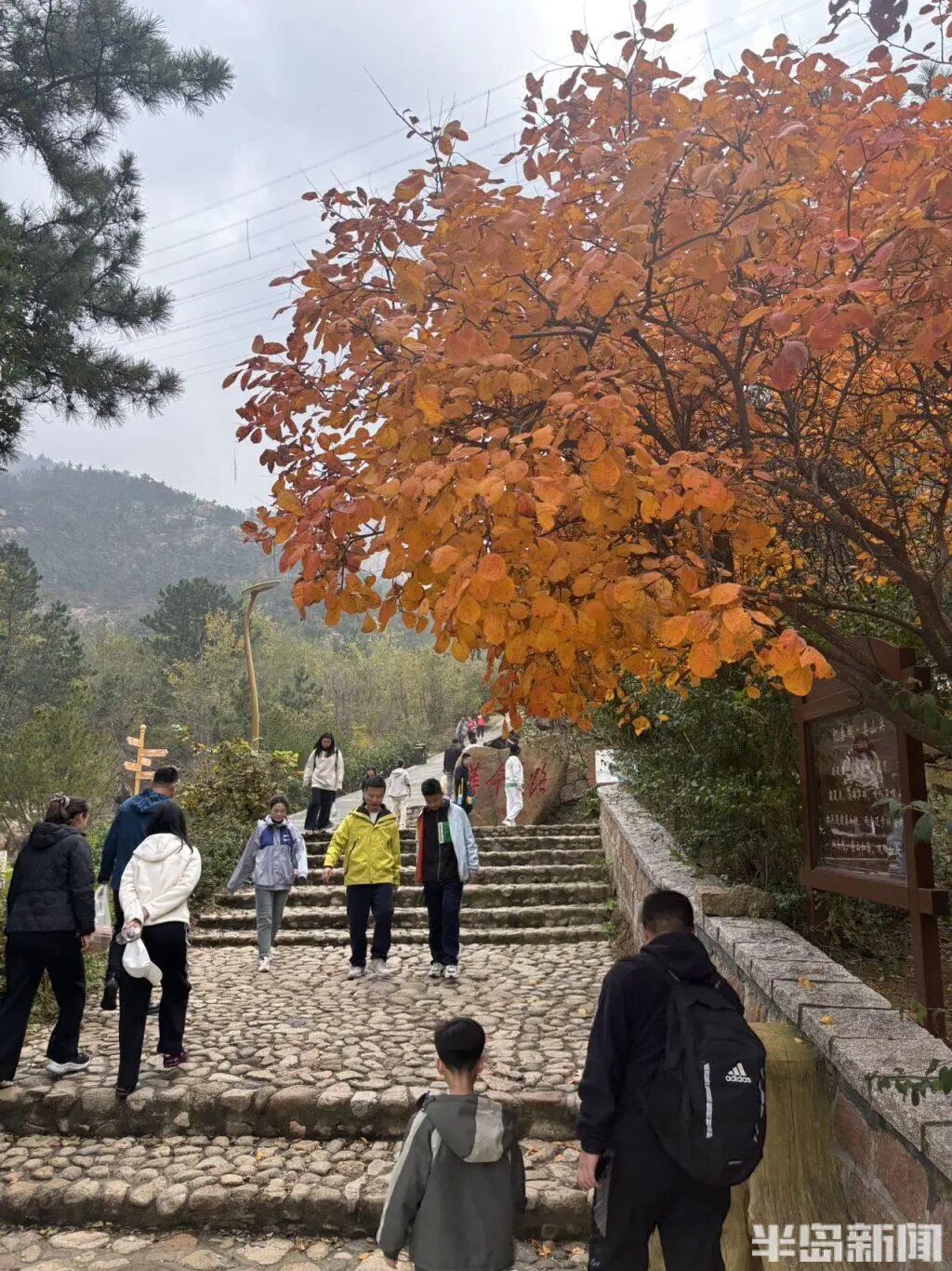 银杏叶魔法帽火了