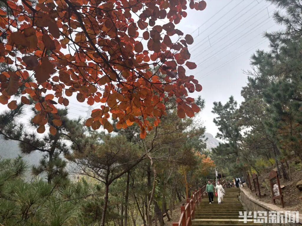 银杏叶魔法帽火了