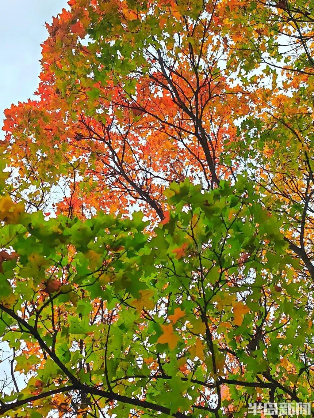 银杏叶魔法帽火了