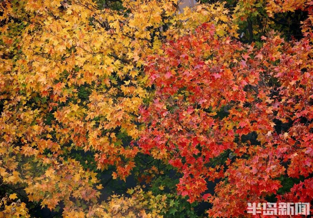 银杏叶魔法帽火了