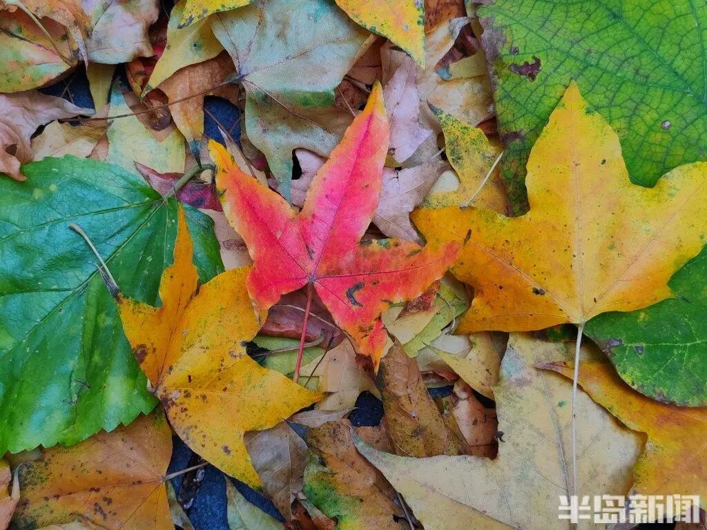 银杏叶魔法帽火了