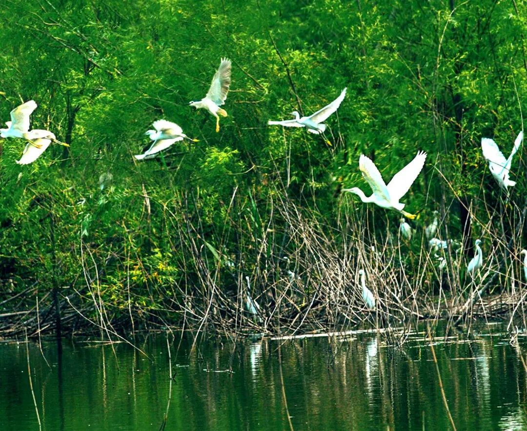 河道景观_临水是哪个省的城市_河道景观改造案例
