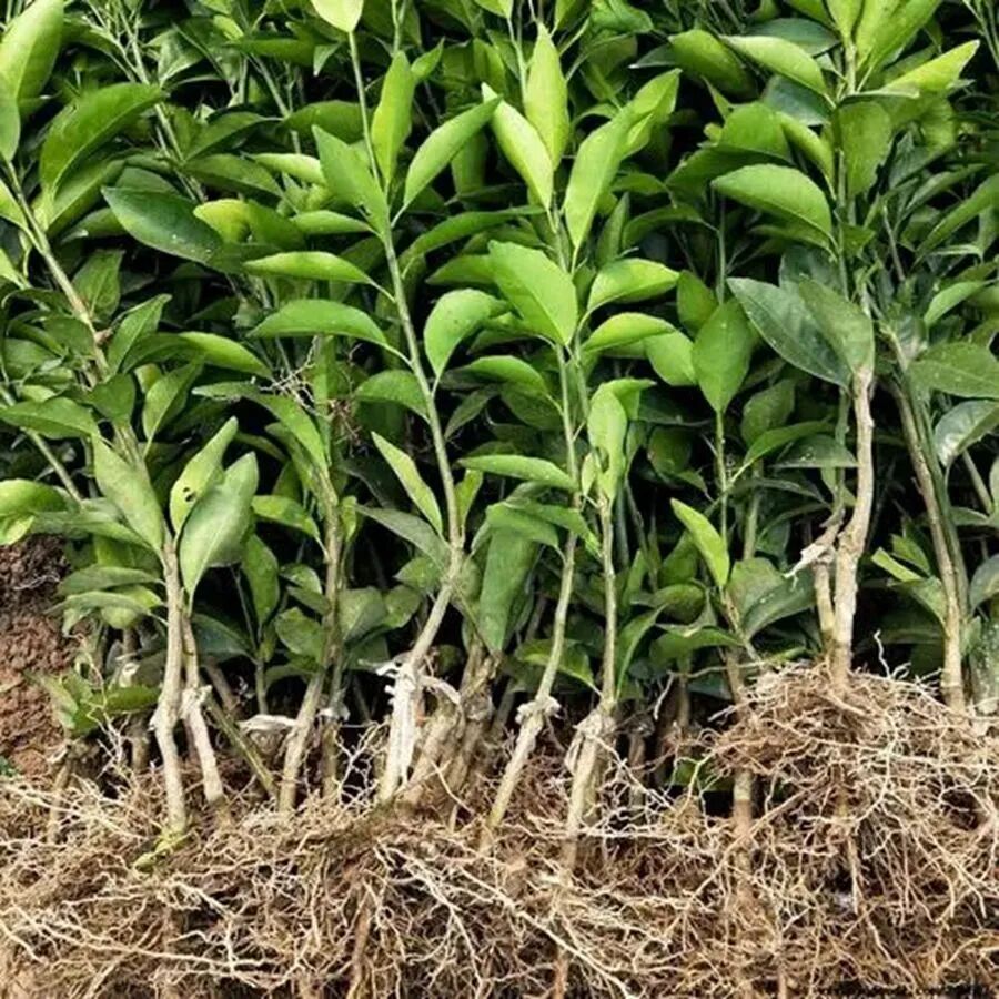 土壤微生物与矿物质