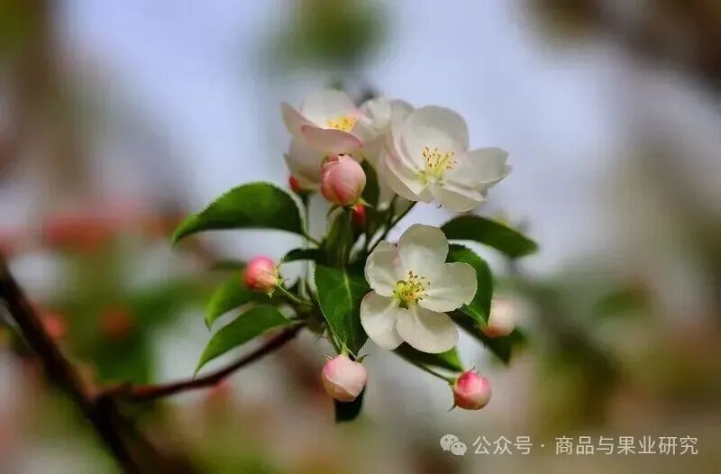 今年苹果期货的多空博弈才刚刚开始