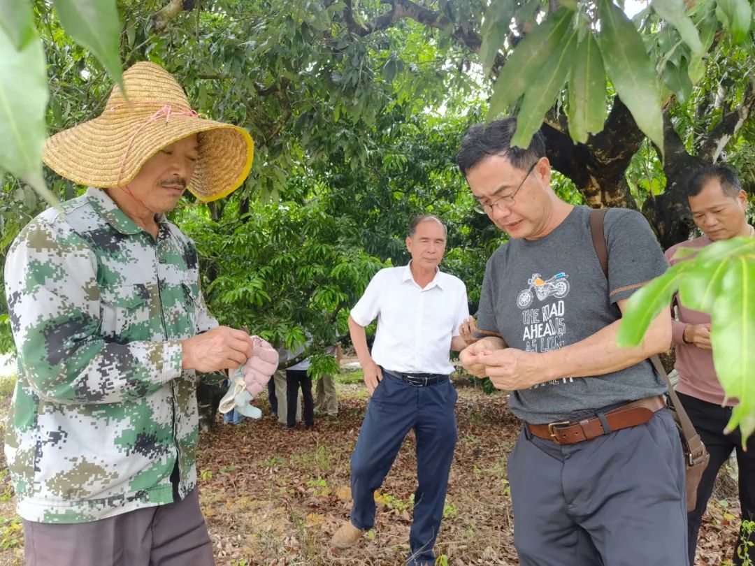 並就後續階段荔枝樹的定冠,修剪,施肥,坐果期的花果管理和病,蟲害防控