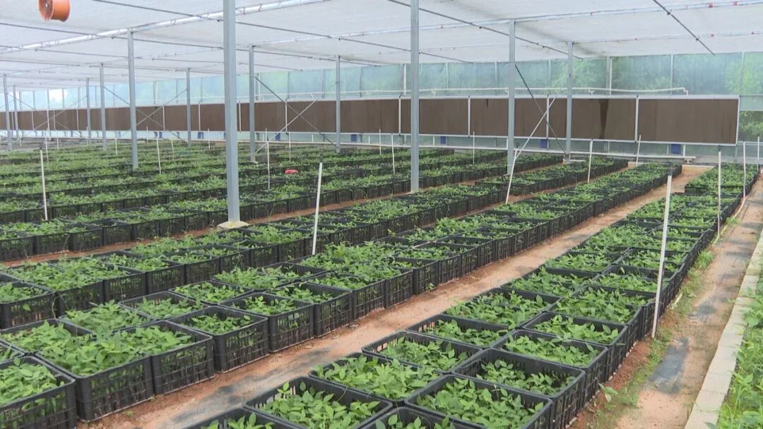 广东粤森生态农业科技有限公司荣获广东阳东南药"中国科技小院"称号