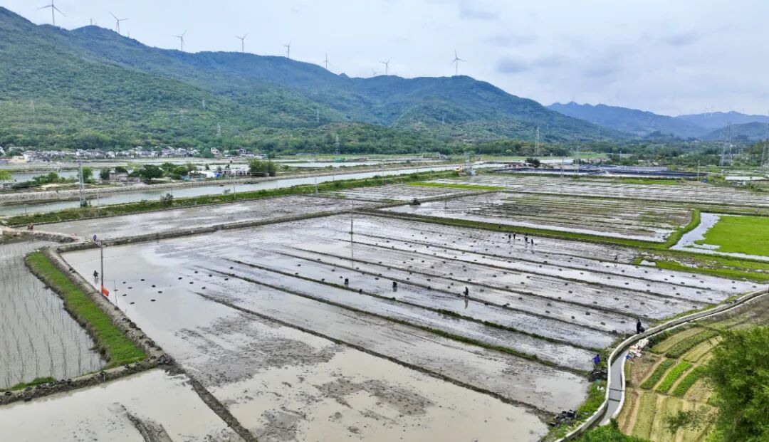 东平镇优质水稻禾虫绿色生态高效种养示范项目投苗生产