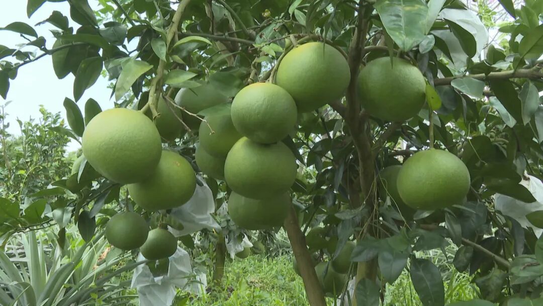 每个售价达138元大八镇泰国红宝石青柚上市