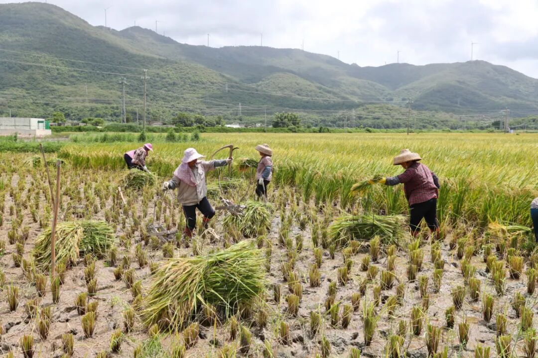 禾虫养殖基地负责人许云色也在忙碌着,她在田里挖出一团团泥,捧在手中