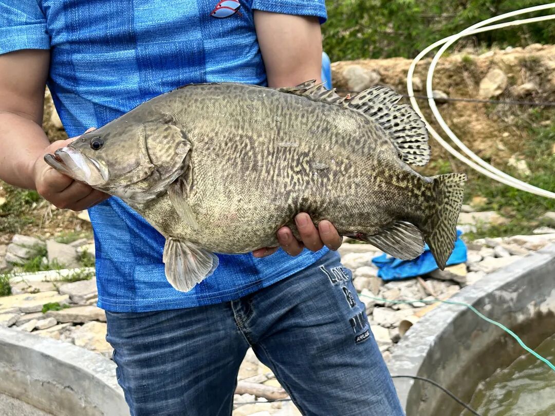 渔业独占二席！2025年广东将重点培育10个千亿元级现代农业产业集群