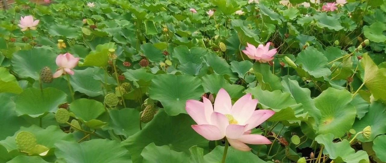 夏雨三首