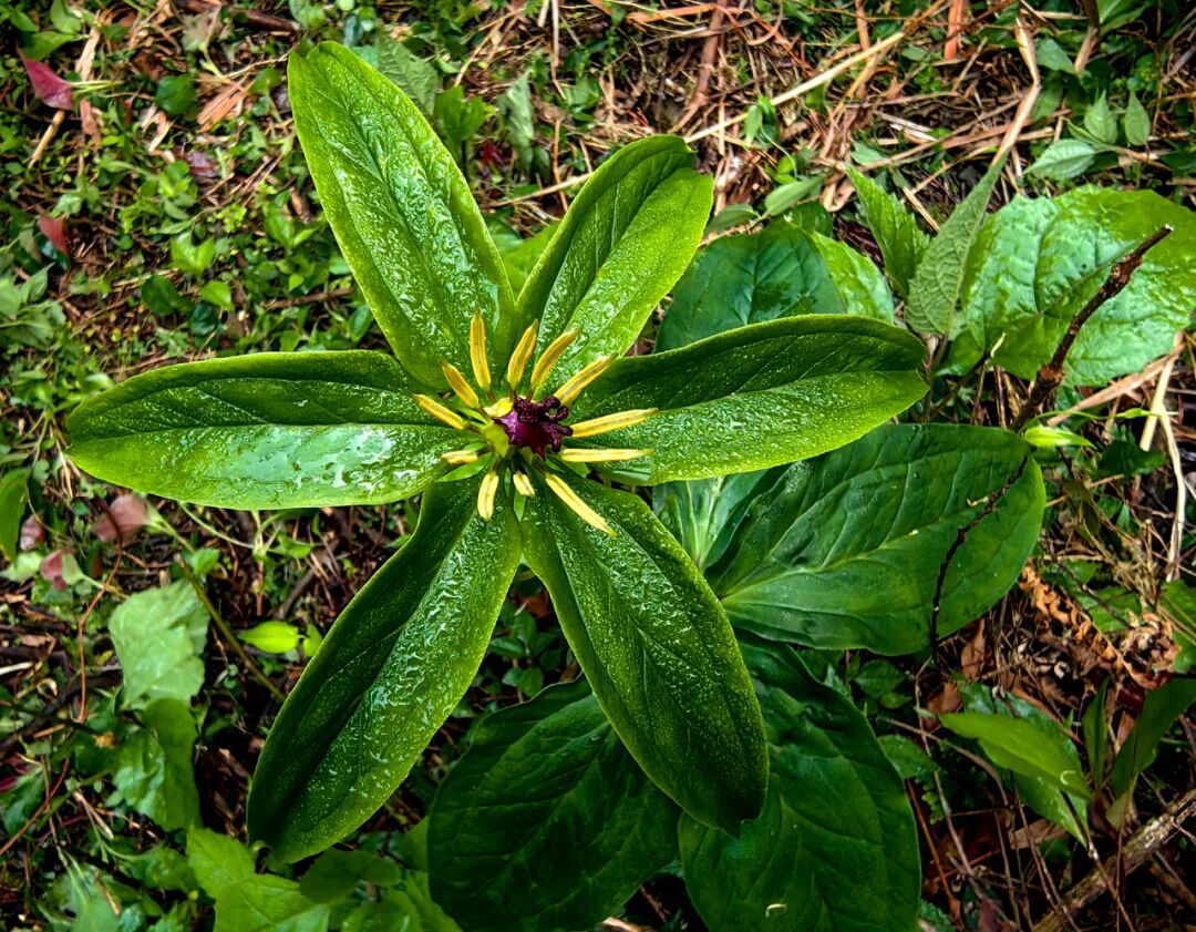 茶农在华岩山古茶园采茶时发现国家重点保护野生植物——七叶一枝花