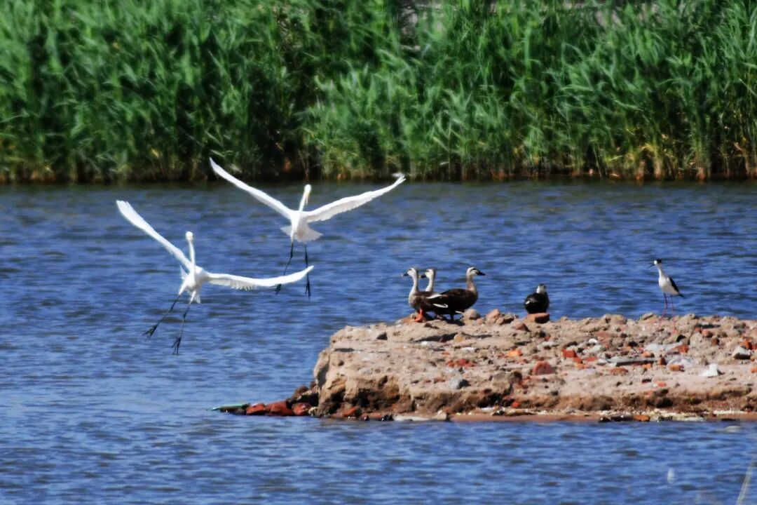 2023年5月31日,山东省青岛市城阳区流亭街道白沙河入海口湿地,栖息在