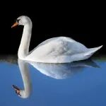 平静的结束和波动的回归