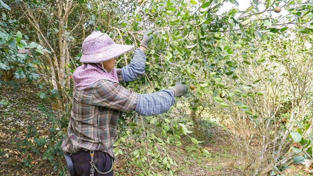 當前位置:>首頁>政務要聞>鄉鎮動態>走進那桃鄉油那敏村茶果種植地