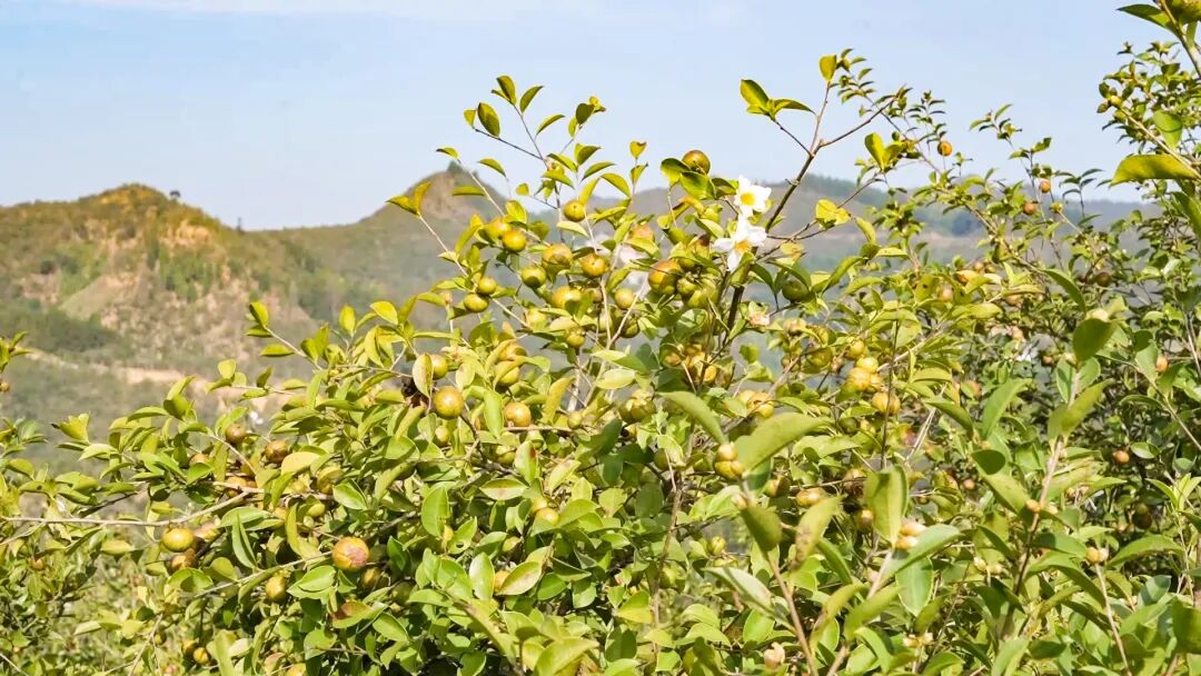 巴马油茶丰收在望预计产值5亿元