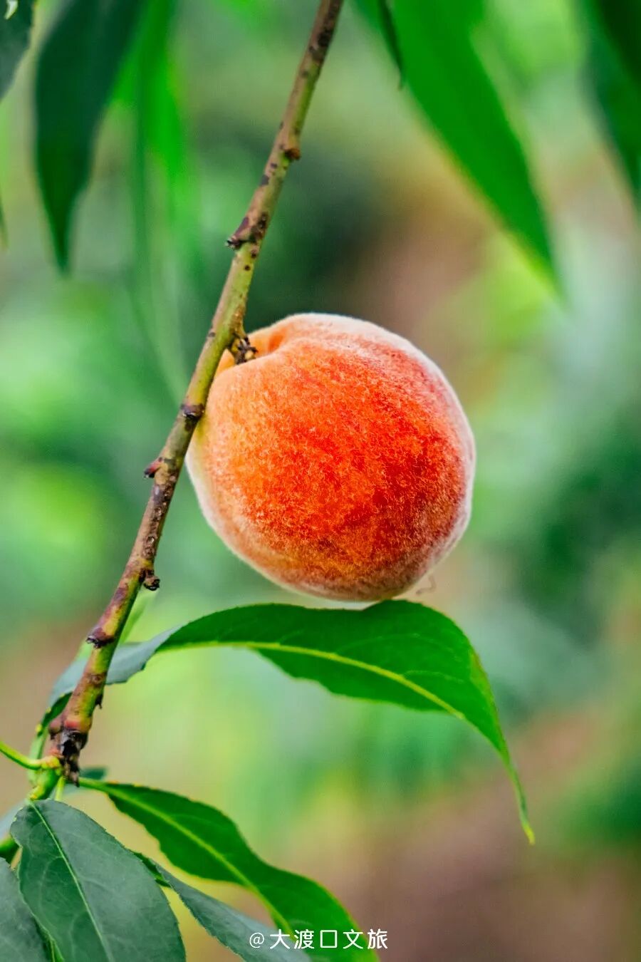 听到一连串"很好吃"的名字,眼前便浮现出无数圆润个大多汁的桃子