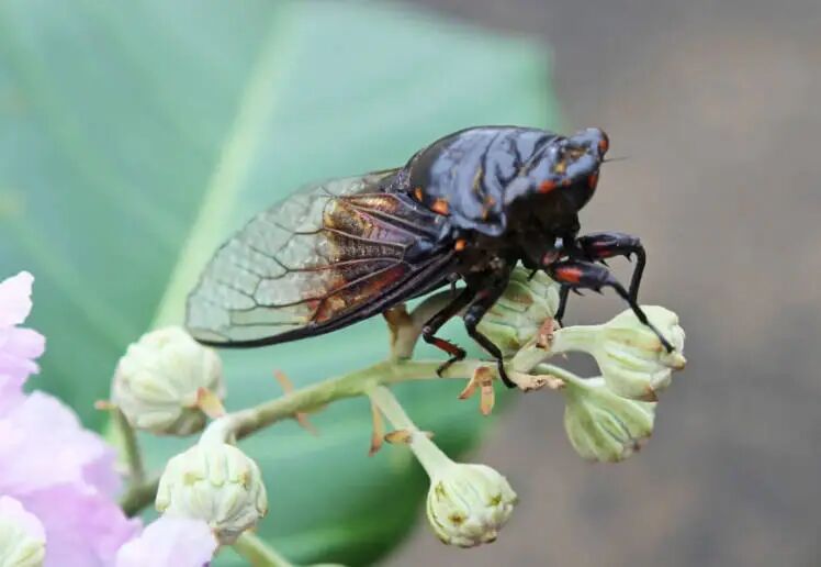 巴林传说巴林右旗荣升十八景金蝉鸣谷的传说文陈二虎