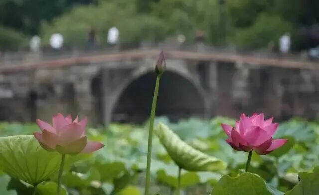 湛碧楼俯拍荷花与雷峰塔
