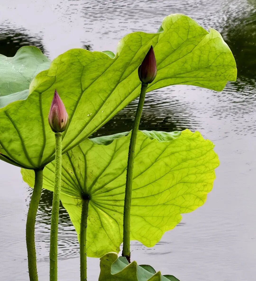 曲院风荷九曲桥荷花