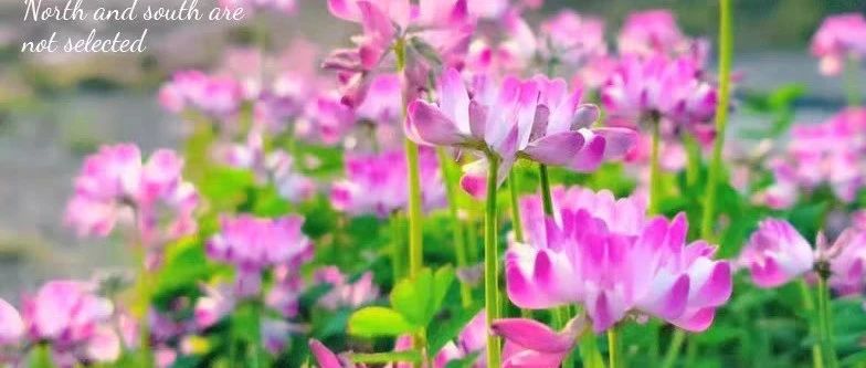 李小龙的春天(三)