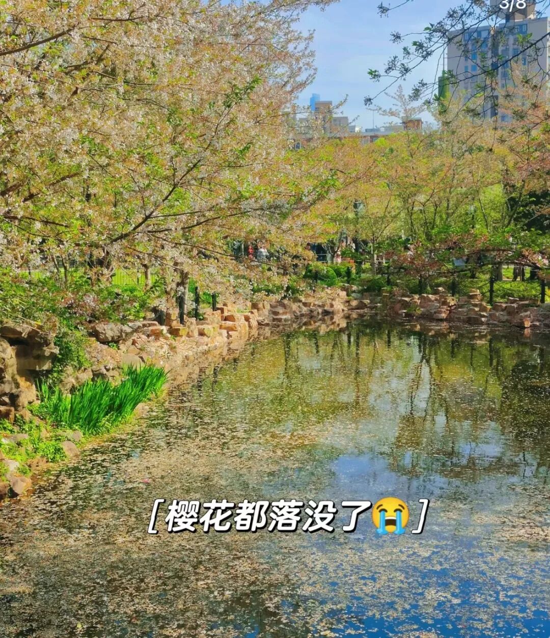洛阳每朵牡丹旁都躺满了贵妃95后彻底不掩饰爱拍花了