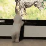 【GIF】啊这。。。