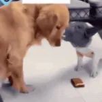 【GIF】你是真的狗哇