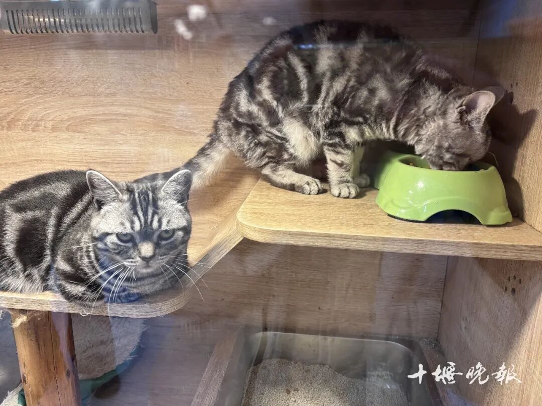 订单猛增！宠物消费需求激增 十堰多家店铺：2月1日开始涨价