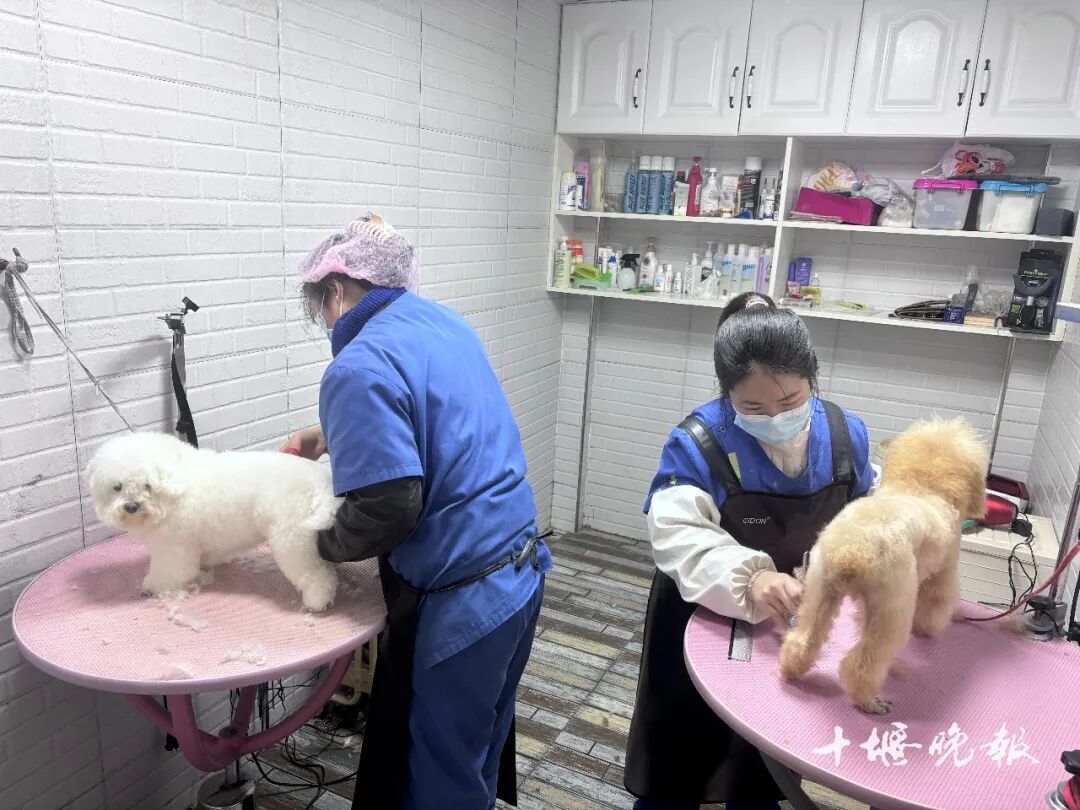 订单猛增！宠物消费需求激增 十堰多家店铺：2月1日开始涨价