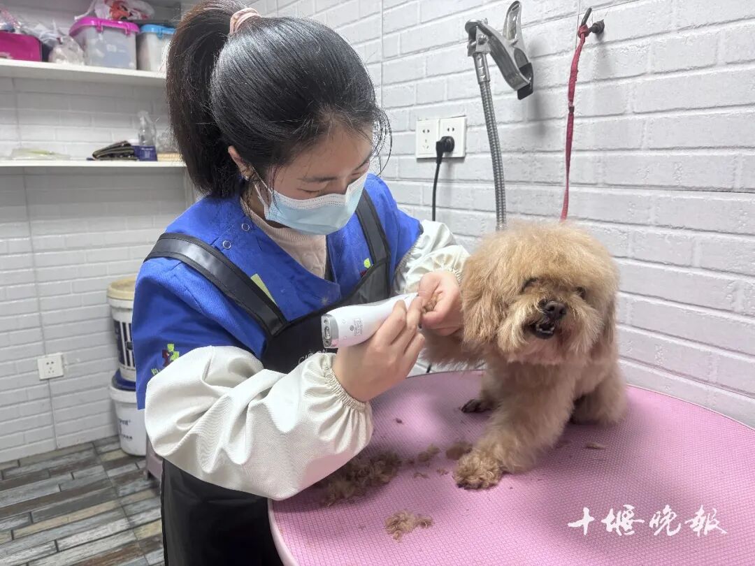 订单猛增！宠物消费需求激增 十堰多家店铺：2月1日开始涨价