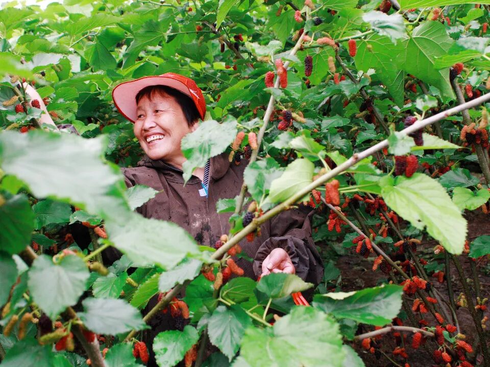 四季仙果-桑椹采摘-05.JPG