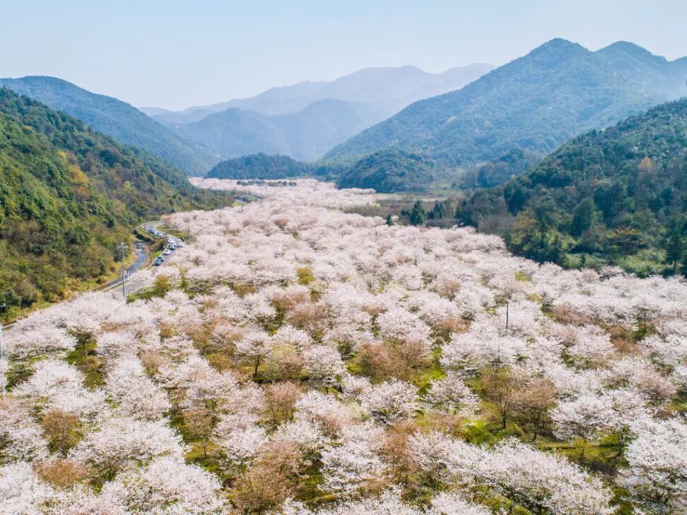 20220807-章镇-张村樱花谷.jpg