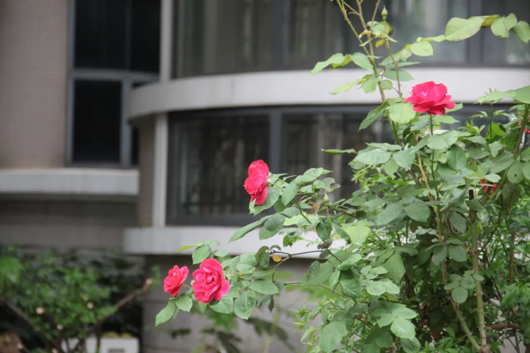 IMG_3221.JPG