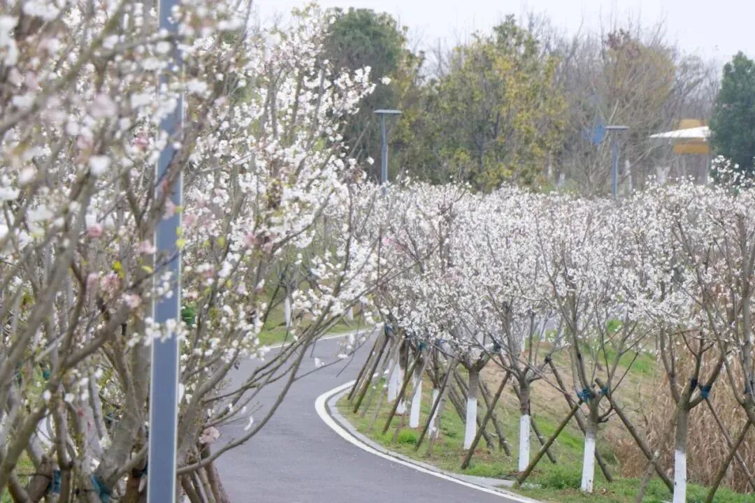 爱飞客极客公园里藏着一条"网红路"织成五颜六色的祝福采三片春叶
