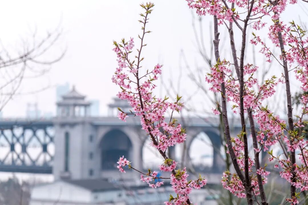 免费速来打卡武汉龟山公园樱花盛放啦