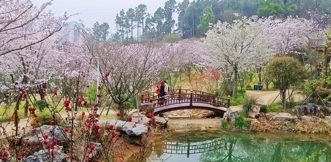 仙山貢水上榜湖北賞花網紅打卡地