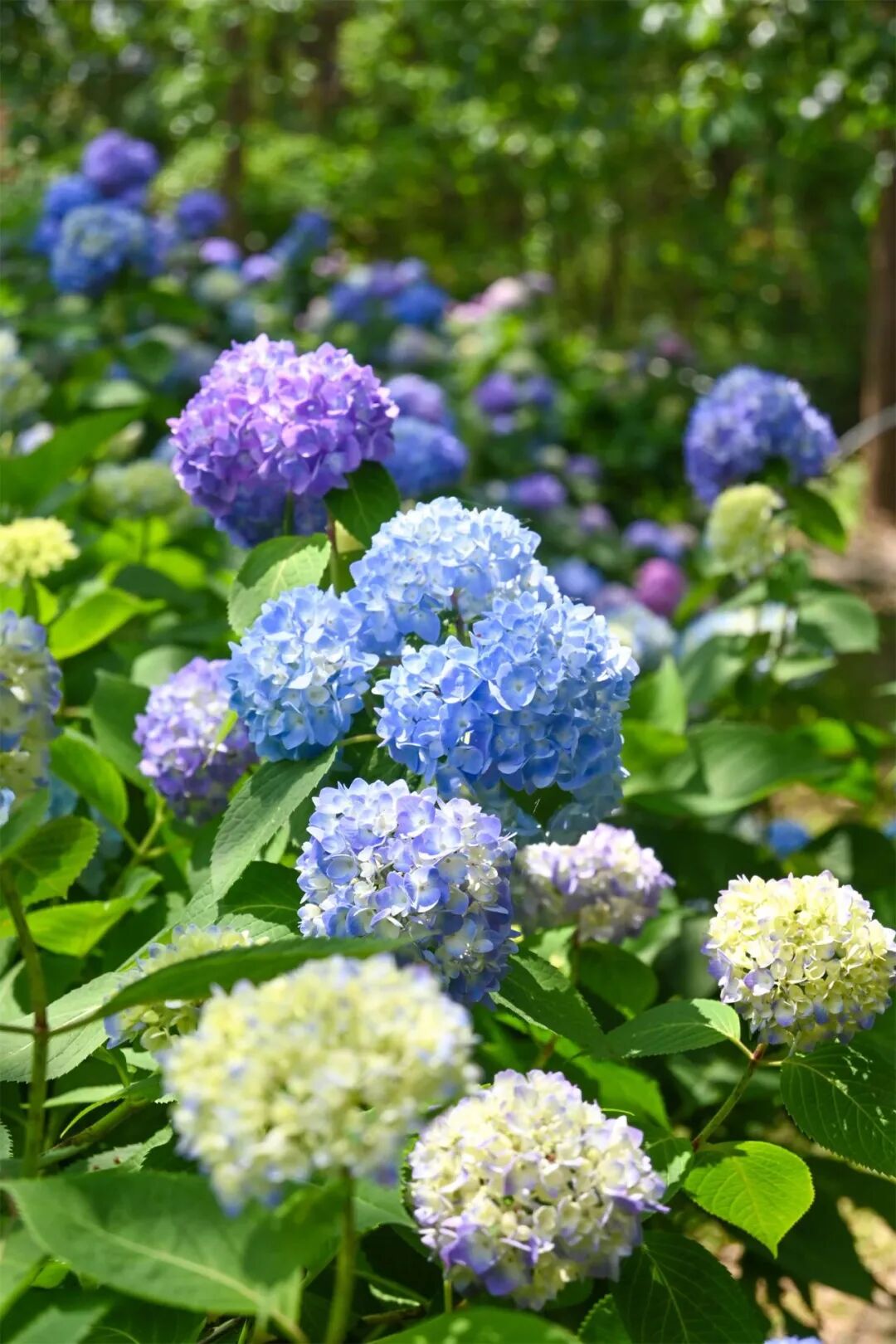 长江云 - 湖北网络广播电视台官方网站