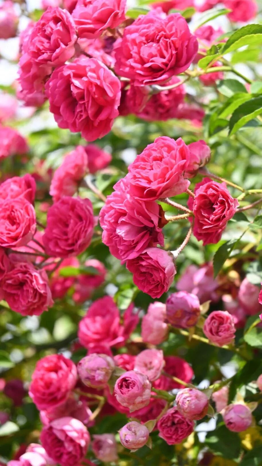 满目都是盛开的月季花,那清雅的幽香,迎着风慢慢散开.